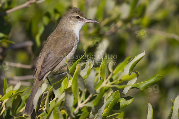 Clamorous Reed Warbler